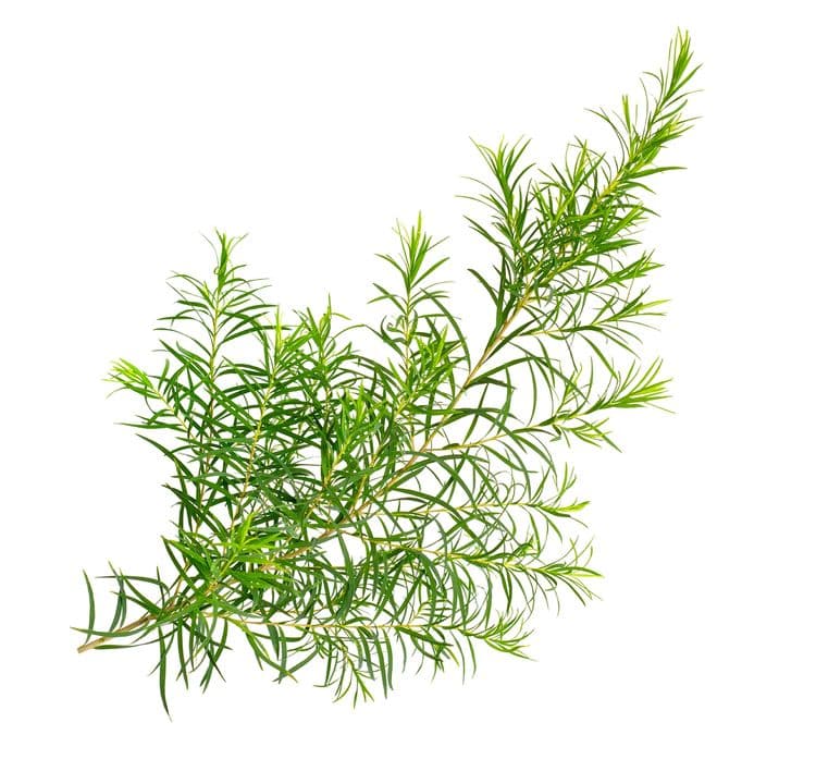 Esencijalno Ulje Čajevo Drvo 10ml